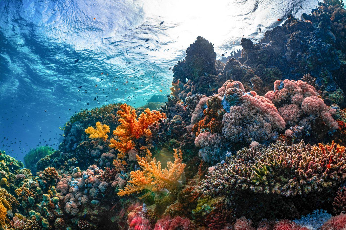 A dense Red Sea coral reef in clear turquoise water with reef fish above it