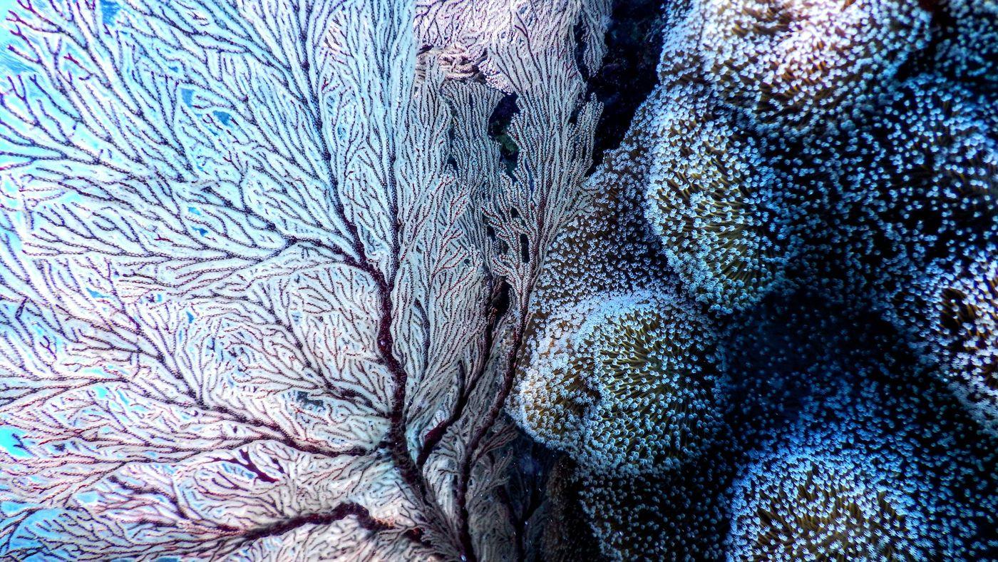 A bleached white sea fan beside still-pigmented coral on a reef